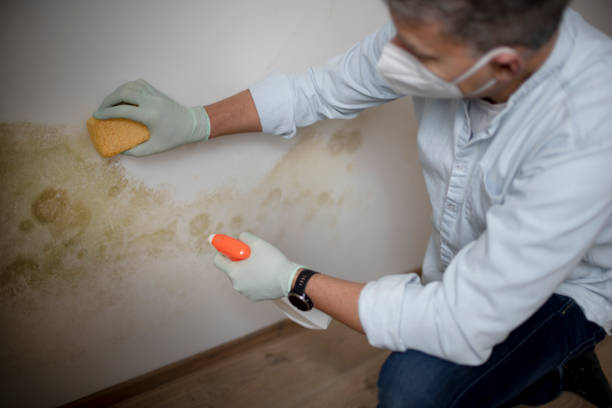 Best Bathroom Mold Remediation in Osceola, IN