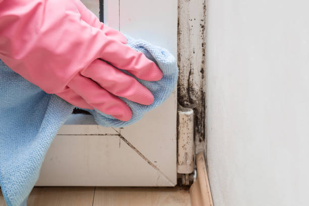 Best Industrial Mold Remediation in Osceola, IN